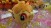 Banpresto Pokemon Kororin Friends - Lying Down Chimchar/Torchic/Cyndaquil Fire Types Plush (Set of 3) (5)