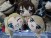 Girls and Panzer The Movie Captain's Large Plush Volume 2 16cm (Set of 3) (6)