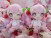 Hatsune Miku - Sakura Cherry Blossom Mascot Plush 16cm (set/2) (2)